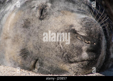 Graue Dichtung an einem Strand von Helgoland Stockfoto