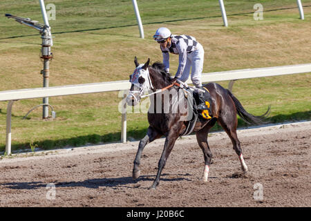 Hallandale Beach, Fl, USA - 11. März 2017: Pferderennen auf der Rennbahn Gulfstream Park in Hallandale Beach, Florida, Vereinigte Staaten von Amerika Stockfoto