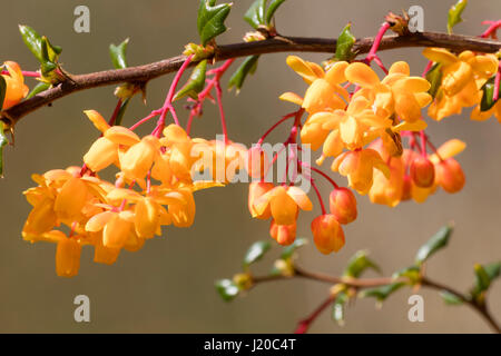 Der robuste golden Berberitze, Berberis X stenophylla 'Corallina Compacta' Orange Frühlingsblumen Stockfoto