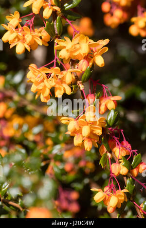 Der robuste golden Berberitze, Berberis X stenophylla 'Corallina Compacta' Orange Frühlingsblumen Stockfoto