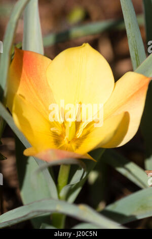 Rot gefärbten gelbe Blume der kleinen Arten Tulpe, Tulipa Linifolia (Batalinii-Gruppe) 'Bright Gem" Stockfoto