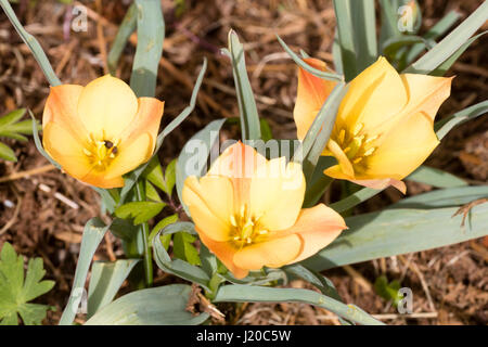 Rot gefärbten gelben Blüten der kleinwüchsige Arten Tulpe, Tulipa Linifolia (Batalinii-Gruppe) 'Bright Gem" Stockfoto