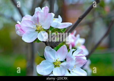 Ein blühender Apfelzweig Baum ist fotografierten Nahaufnahme Stockfoto