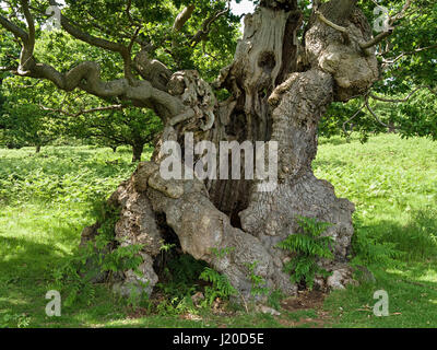 Alte, knorrige, hohlen Englisch Oak Tree Trunk in Charnwood Forest Leicestershire, England, UK. Stockfoto