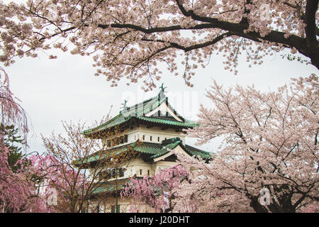 Hirosaki Schloss umgeben von vielen schönen Kirschblüten Hanami Festival, Japan Stockfoto