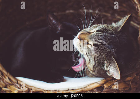 Katzen Pflege miteinander Stockfoto