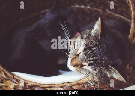 Katzen Pflege miteinander Stockfoto