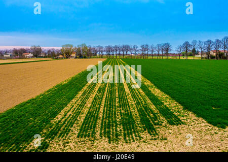 Gesättigten kultivierten Feld nach Passage von Traktoren und Aussaat Stockfoto