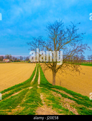 Wirklich gesättigten Landschaft mit einem zentralen Baum ohne Blätter Stockfoto