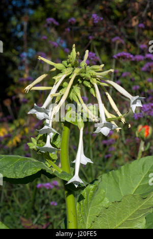 Tabakpflanze (Nicotiana Sylvestris) am englischen Garten, Assiniboine Park, Winnipeg, Manitoba, Kanada Stockfoto