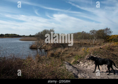 Ein schwarzer Hund beobachtet die Tierwelt am kleinen Meer, Studland Heath. Stockfoto
