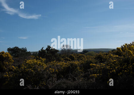 Purbeck National Nature Reserve, Studland, Dorset. Stockfoto