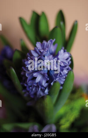 Porträtaufnahme von blau und lila Hyazinthe Blumen Hyacinthus Stockfoto