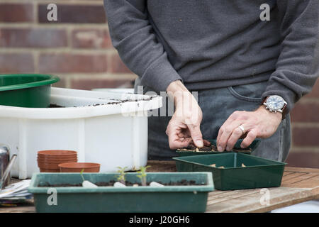 Hobbygärtner, Boden in kleinen Töpfen Samen hinzufügen Stockfoto