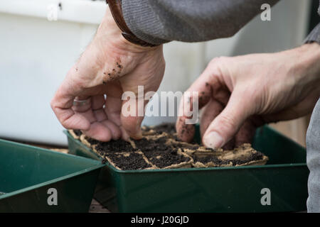 Hobbygärtner, Boden in kleinen Töpfen Samen hinzufügen Stockfoto