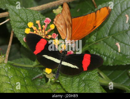 Mexikanische / südamerikanische rot oder kleiner Postbote Schmetterling (Heliconius Erato) zusammen mit einem Orange Julia Longwing (Dryas Iulia) aka Julia Heliconian Stockfoto