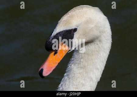 Höckerschwan. Cygnus Olor (Anatidae), Porträt, Abington Park Lake, Northampton. Stockfoto