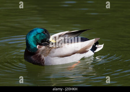 Mallard. Anas platyrhynchos (Anatidae) preeding, Abington Park Lake, Northampton. Stockfoto