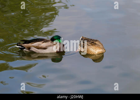 Stockente. Anas Platyrhynchos (Anatidae) ruht auf Abington Park Lake, Northampton. Stockfoto