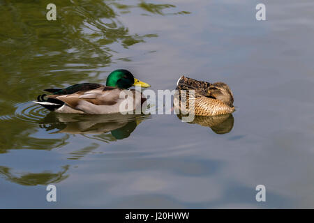 Stockente. Anas Platyrhynchos (Anatidae) ruht auf Abington Park Lake, Northampton. Stockfoto