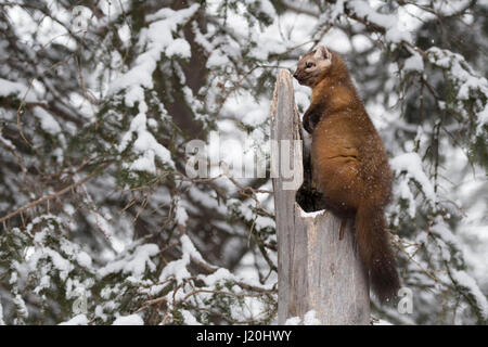 Amerikanische Baummarder / Baummarder / Fichtenmarder (Martes Americana) im winter, sitzen auf einem alten gebrochenen hohlen Baum herum beobachten, gelb Stockfoto