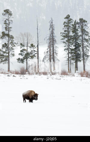 Amerikanischer Bison / Amerikanische Bisons (Bison Bison) im Winter, einzelnes Tier auf großer Entfernung und zu Fuß durch den Schnee, Lamar Valley, Yellowstone, Wyomin Stockfoto