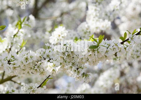 Prunus domestica 'Opal' blüht. Pflaumenblüte „Opal“. Stockfoto