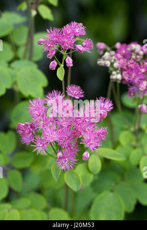 Thalictrum Aquilegifolium. Größere Wiese Rue wächst in einem englischen Cottage-Garten. Stockfoto