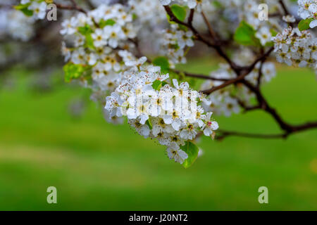 Blühende Kirsche Prunus Avium, Ukraine, Osteuropa Frühling Saison. Wunderschön blühenden Baum Stockfoto