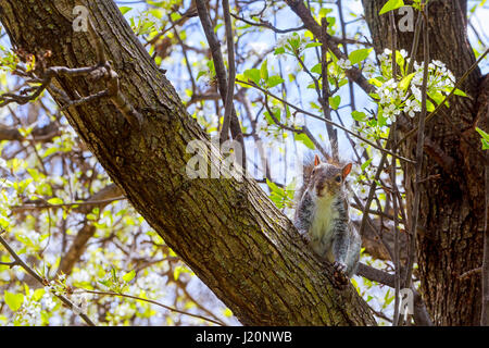 graue Eichhörnchen Grauhörnchen auf einem Ast sitzen auf dem Baum sitzen. Stockfoto