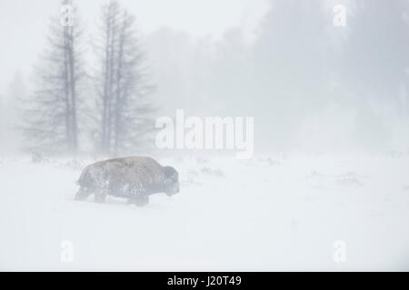 Amerikanischer Bison / Amerikanischer Bison (Bison Bison) in einem Schneesturm, alleinstehenden, Wandern durch Schneeverwehungen, Yellowstone-Nationalpark, Wyoming, U Stockfoto