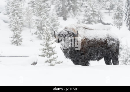 Amerikanischer Bison / Amerikanischer Bison (Bison Bison) im Winter, alten Bullen mit Schnee bedeckt bei starkem Schneefall, Yellowstone, Wyoming, USA. Stockfoto