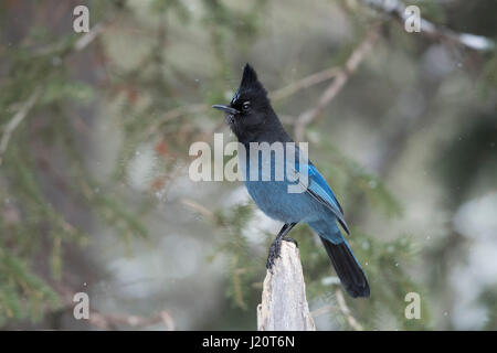 Steller's Jay / Diademhaeher (Cyanocitta Stelleri) im Winter, thront oben auf den Toten Stamm, errichteten Kamm, beobachten aufmerksam, Yellowstone ausgesetzt Stockfoto