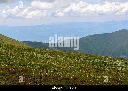 Wiese in den Bergen mit weißen und gelben Wildblumen bedeckt Stockfoto