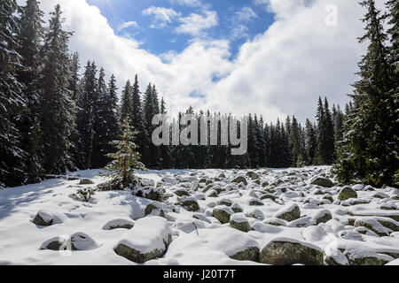 Schneebedeckte Runde Felsen mit grünen Kiefernwald im Hintergrund und weißen Wolken in den Bergen Stockfoto