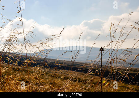 Wiese, getrocknete Gräser und weiße Wolken in den Bergen Stockfoto