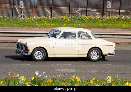 Eine Creme farbige 1968 / 69 G Registrierung Volvo 121 Amazon Limousine Oldtimer Reisen entlang der Kingsway West Schnellstraße in Dundee, Großbritannien Stockfoto