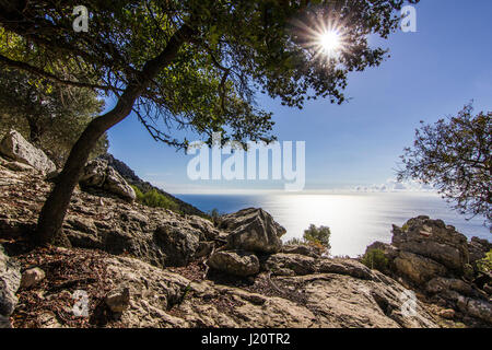 Sonne durch Blätter grünen Baumes mit Blu Meer auf Hintergrund Stockfoto