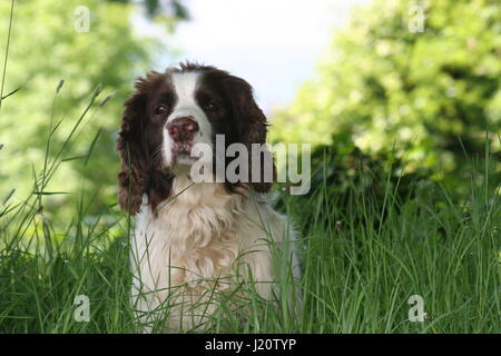 Braune & weißen English Springer Spaniel Stockfoto