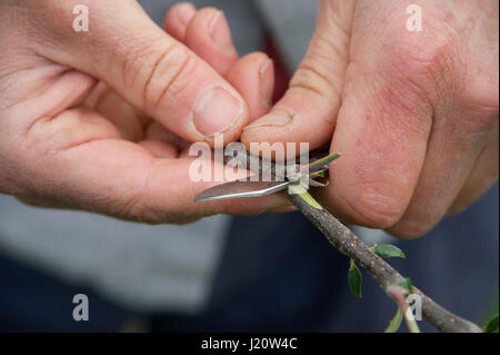 Orchardist tom Adams in den Cambrian Railway orchard Projekt in Telford, Shropshire, UK, mit "jupiter" (rot), eine Auswahl und Veredelung ein Apfelbaum Stockfoto