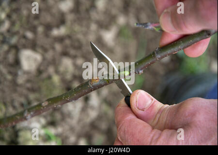 Orchardist tom Adams in den Cambrian Railway orchard Projekt in Telford, Shropshire, UK, mit "jupiter" (rot), eine Auswahl und Veredelung ein Apfelbaum Stockfoto