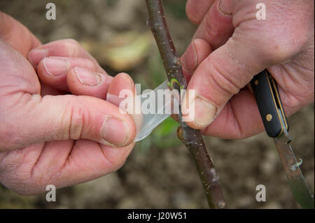 Orchardist tom Adams in den Cambrian Railway orchard Projekt in Telford, Shropshire, UK, mit "jupiter" (rot), eine Auswahl und Veredelung ein Apfelbaum Stockfoto