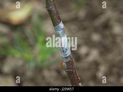 Orchardist tom Adams in den Cambrian Railway orchard Projekt in Telford, Shropshire, UK, mit "jupiter" (rot), eine Auswahl und Veredelung ein Apfelbaum Stockfoto