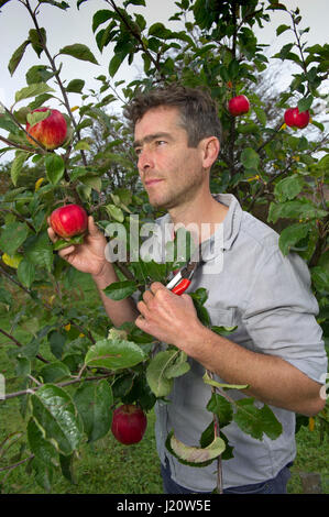 Orchardist tom Adams in den Cambrian Railway orchard Projekt in Telford, Shropshire, UK, mit "jupiter" (rot), eine Auswahl und Veredelung ein Apfelbaum Stockfoto