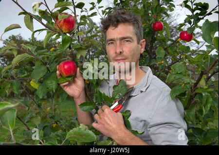 Orchardist tom Adams in den Cambrian Railway orchard Projekt in Telford, Shropshire, UK, mit "jupiter" (rot), eine Auswahl und Veredelung ein Apfelbaum Stockfoto