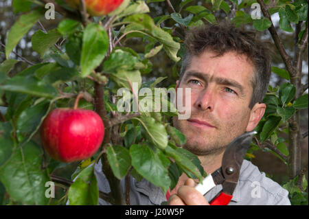 Orchardist tom Adams in den Cambrian Railway orchard Projekt in Telford, Shropshire, UK, mit "jupiter" (rot), eine Auswahl und Veredelung ein Apfelbaum Stockfoto