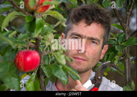 Orchardist tom Adams in den Cambrian Railway orchard Projekt in Telford, Shropshire, UK, mit "jupiter" (rot), eine Auswahl und Veredelung ein Apfelbaum Stockfoto