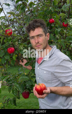 Orchardist tom Adams in den Cambrian Railway orchard Projekt in Telford, Shropshire, UK, mit "jupiter" (rot), eine Auswahl und Veredelung ein Apfelbaum Stockfoto