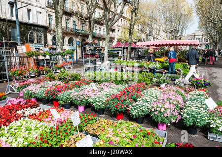 Beziers Blumenmarkt im Languedoc, Frankreich. Stockfoto