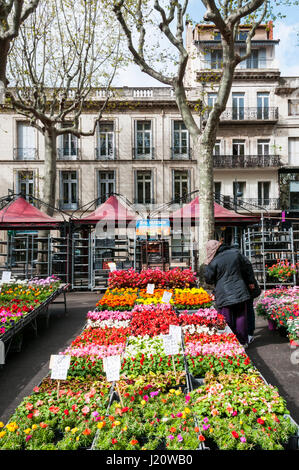 Beziers Blumenmarkt im Languedoc, Frankreich. Stockfoto